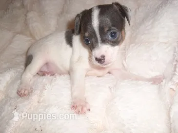 PUDDING – Chihuahua puppy for sale in Canton, MS