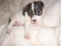 PUDDING, a female Chihuahua for sale in Canton, MS – 1 of 5