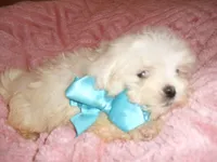 BROTHER, a male Maltipoo for sale in Canton, MS – 2 of 4