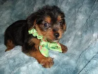 CASPER, a male Yorkipoo for sale in Canton, MS – 2 of 4