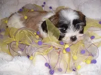 BELLA, a female Shih Tzu for sale in Canton, MS – 2 of 4