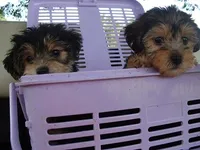 BOSTON, a male Yorkshire Terrier for sale in Canton, MS – 4 of 4