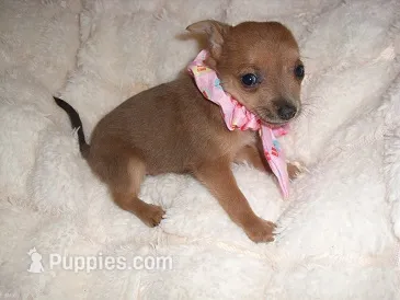 SISSY – Chihuahua puppy for sale in Canton, MS