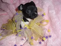 BABY GIRL 1, a female Chihuahua for sale in Canton, MS – 3 of 4