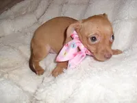 GOLDEN GIRL, a female Chihuahua for sale in Canton, MS – 3 of 3