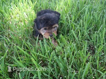 BOSTON – Yorkshire Terrier puppy for sale in Canton, MS