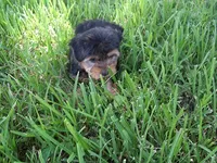 BOSTON, a male Yorkshire Terrier for sale in Canton, MS – 1 of 4
