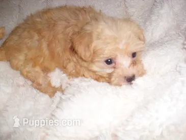 GUCCI – Maltipoo puppy for sale in Canton, MS