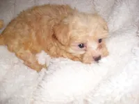 GUCCI, a female Maltipoo for sale in Canton, MS – 1 of 4