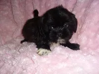 DUFFY, a male Shih Tzu for sale in Canton, MS – 4 of 4