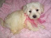 MORKIE BABY, a female Morkie for sale in Canton, MS – 3 of 3