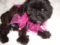 molly, a female Maltipoo for sale in Canton, MS – 2 of 4