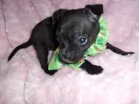 MIDNIGHT, a male Chihuahua for sale in Canton, MS – 4 of 4