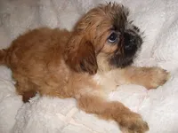 BOSTON, a  Shih Tzu for sale in Canton, MS – 5 of 5
