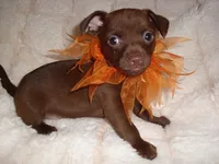 CHARLIE, a male Chihuahua for sale in Canton, MS – 2 of 3