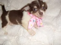 FLUFFY GIRL, a female Chihuahua for sale in Canton, MS – 1 of 4