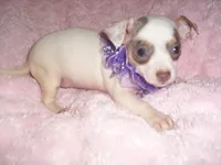 BLUE BABY, a female Chihuahua for sale in Canton, MS – Photo 3 of 4