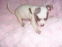 BLUE BABY, a female Chihuahua for sale in Canton, MS – Photo 4 of 4