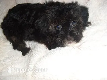 FLUFFY GIRL – Shorkie puppy for sale in Canton, MS