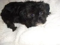 FLUFFY GIRL, a female Shorkie for sale in Canton, MS – 1 of 4