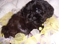 molly, a female Maltipoo for sale in Canton, MS – 4 of 4