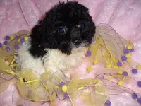 PARTY BABY, a female Poodle - Toy  for sale in Canton, MS – 3 of 4