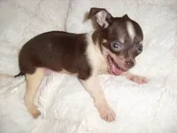OLLIE, a male Chihuahua for sale in Canton, MS – 2 of 3