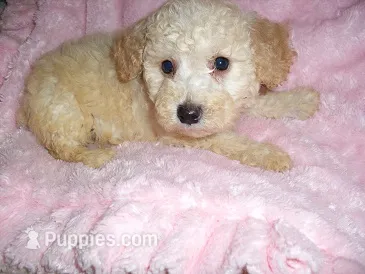 BOSTON – Poodle - Toy  puppy for sale in Canton, MS