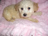 BOSTON, a male Poodle - Toy  for sale in Canton, MS – 1 of 2