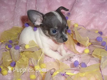 BLUE BABY 1 – Chihuahua puppy for sale in Canton, MS