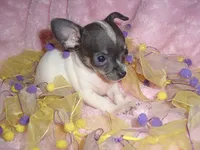 BLUE BABY 1, a female Chihuahua for sale in Canton, MS – 1 of 3