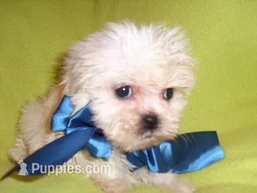 NEMO – Maltipoo puppy for sale in Canton, MS