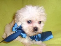 NEMO, a male Maltipoo for sale in Canton, MS – Photo 1 of 2