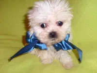 NEMO, a male Maltipoo for sale in Canton, MS – Photo 2 of 2