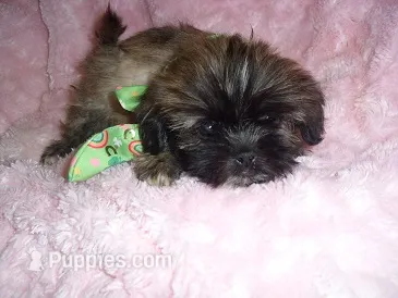 DIESEL – Shih Tzu puppy for sale in Canton, MS