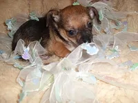 TINY MAN 1, a male Chihuahua for sale in Canton, MS – 4 of 4