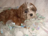 CARSON, a male Shorkie for sale in Canton, MS – 2 of 5