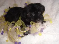 FLUFFY GIRL, a female Shorkie for sale in Canton, MS – 4 of 4