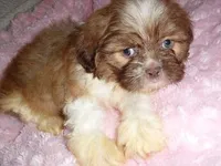 BUSTER, a male Shih Tzu for sale in Canton, MS – Photo 1 of 4