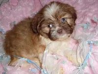 BUSTER, a male Shih Tzu for sale in Canton, MS – Photo 4 of 4