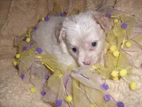 SILVER BABY, a female Chihuahua for sale in Canton, MS – 2 of 3