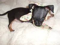 CARSON, a male Chihuahua for sale in Canton, MS – 4 of 4