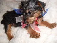 BUSTER, a male Yorkshire Terrier for sale in Canton, MS – 4 of 4