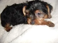 MATTIE, a female Yorkipoo for sale in Canton, MS – Photo 2 of 3