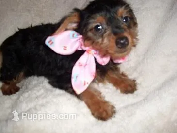 MATTIE – Yorkipoo puppy for sale in Canton, MS