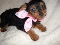 MATTIE, a female Yorkipoo for sale in Canton, MS – Photo 1 of 3