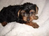 MATTIE, a female Yorkipoo for sale in Canton, MS – Photo 3 of 3