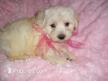 MORKIE BABY – Morkie puppy for sale in Canton, MS