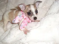 SISTER 2, a female Chihuahua for sale in Canton, MS – 2 of 3