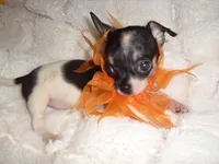 TEACUP ZIPPY, a male Chihuahua for sale in Canton, MS – 1 of 6